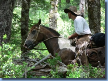 Luis on horseback  on the volcano trail ride in NP Villarrica, Chile